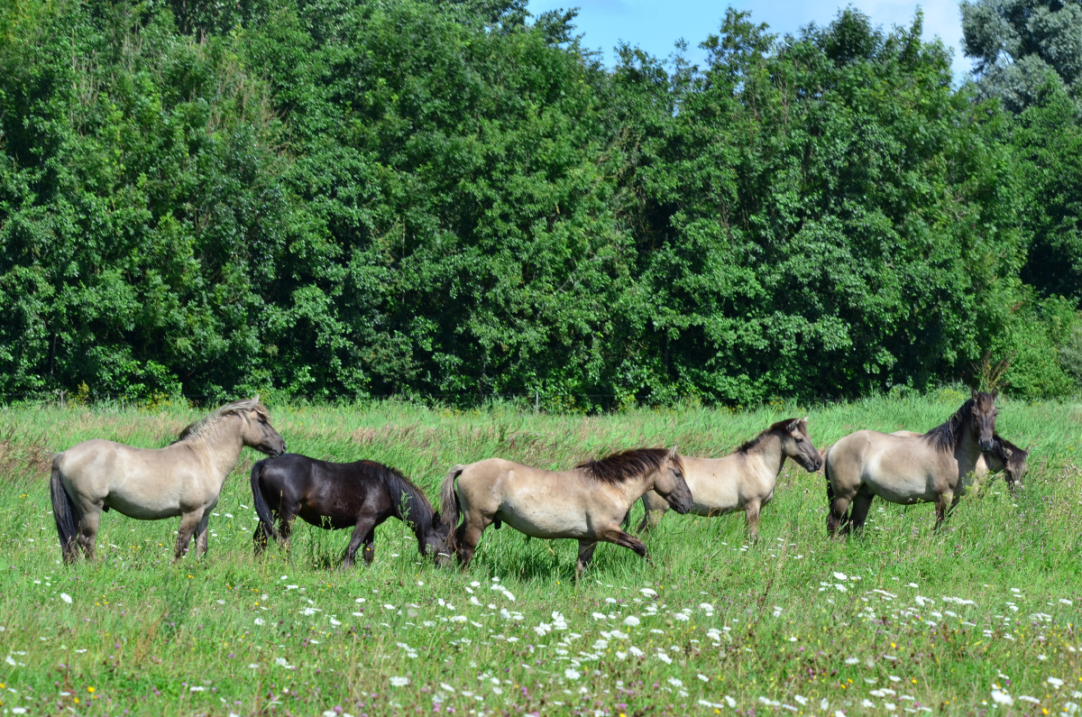 Lauwersmeer – přírodní rezervace a jezero
